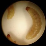 Indianmeal Moth Larvae