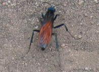 Tarantula Hawk, Ecuador